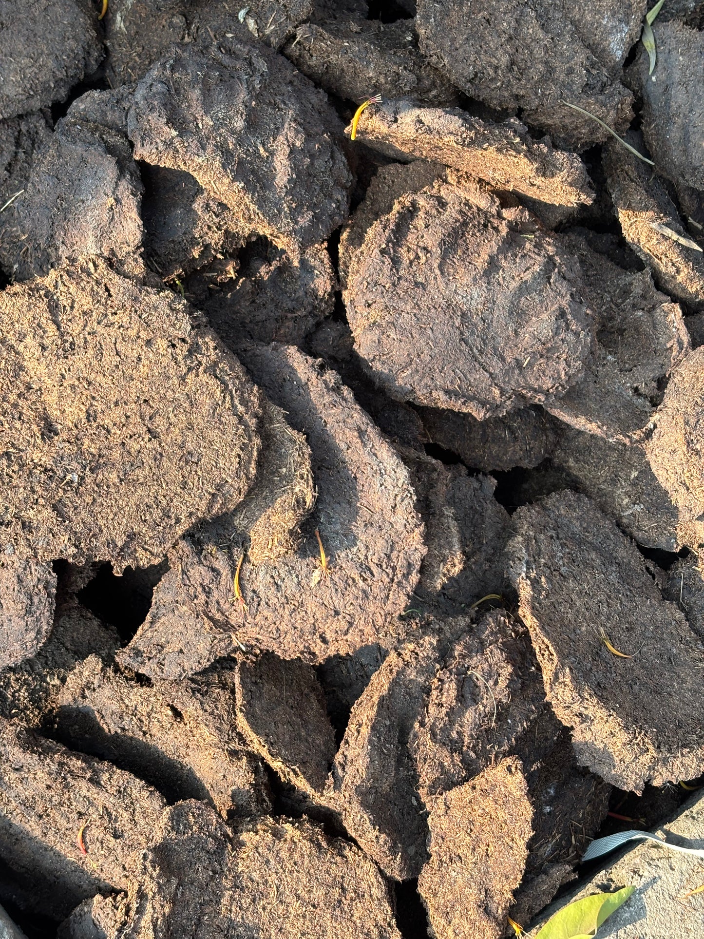 Cow Dung Cakes (Upla/Goithha) - 1 kg