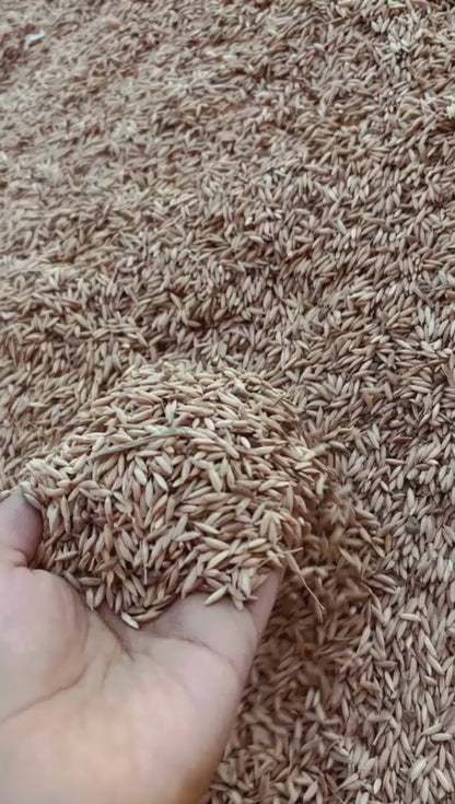 Barley( Dhaan, paddy seeds, jau)