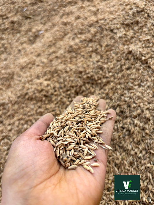 Barley( Dhaan, paddy seeds, jau)