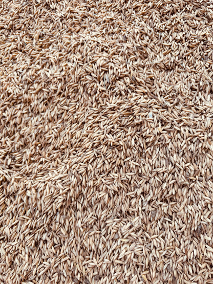 Barley( Dhaan, paddy seeds, jau)